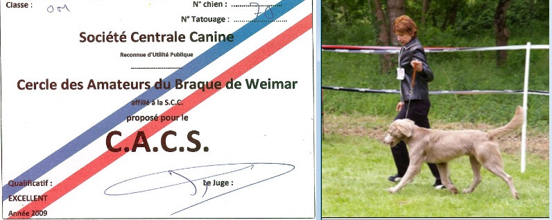 TR. CH. Bouxy dit bouskho-brennus des Gris de Pauline - Excellent 1, CACS de Championnat, Meilleur de sa Race, BIS2, FRWster 09
