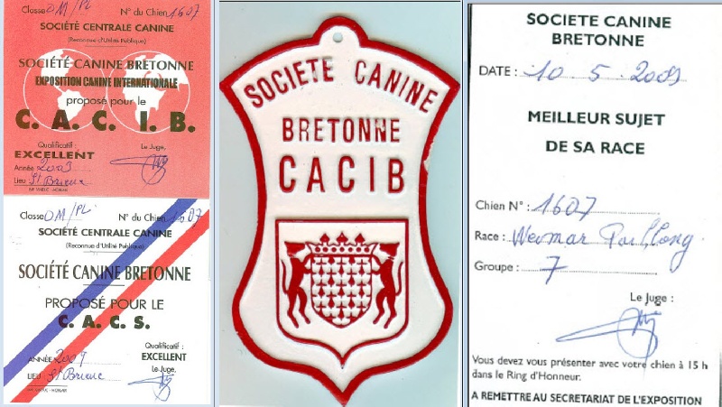 TR. CH. Bouxy dit bouskho-brennus des Gris de Pauline - Excellent 1, CACS, CACIB, Meilleur de sa Race