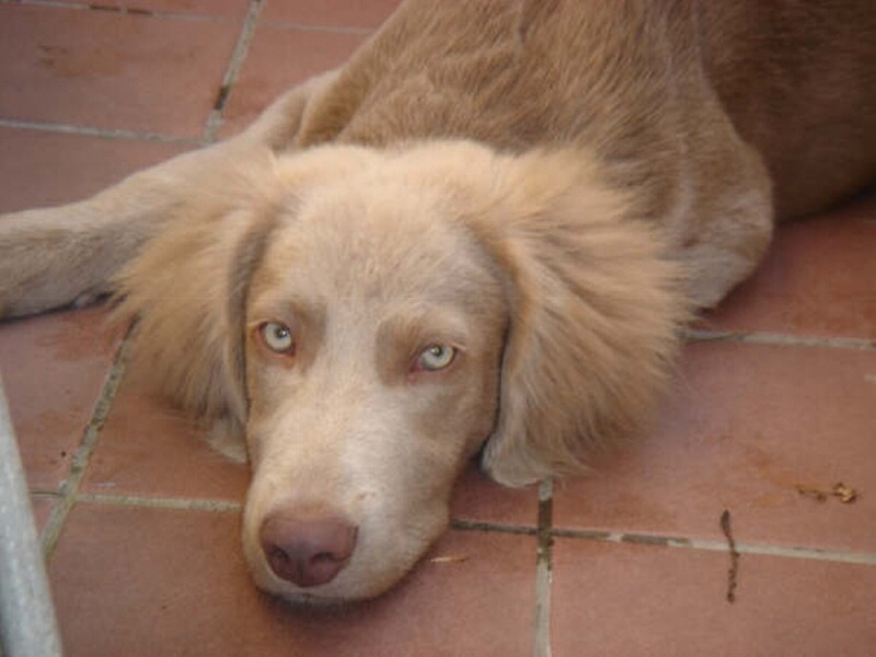 TR. CH. Bouxy dit bouskho-brennus des Gris de Pauline - 1er Excellent CAC CACIB Meilleur de sa Race