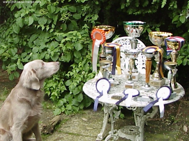 TR. CH. Arko Von der Vilsaue - Sans Qualification