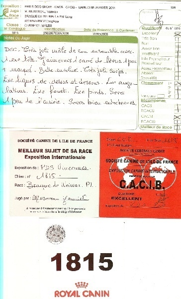 TR. CH. Bouxy dit bouskho-brennus des Gris de Pauline - 1er Excellent CACIB & Meilleur de sa Race