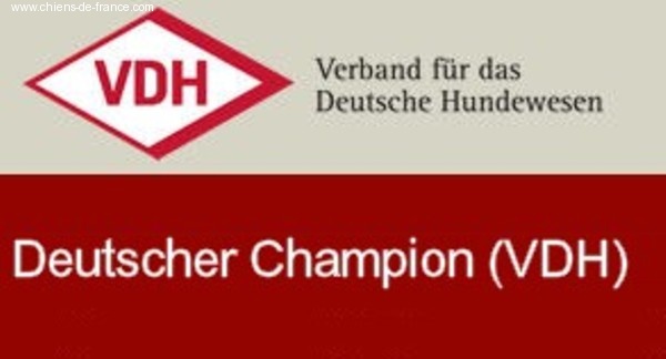 TR. CH. Bouxy dit bouskho-brennus des Gris de Pauline - Qualifications au Championnat 2/5x