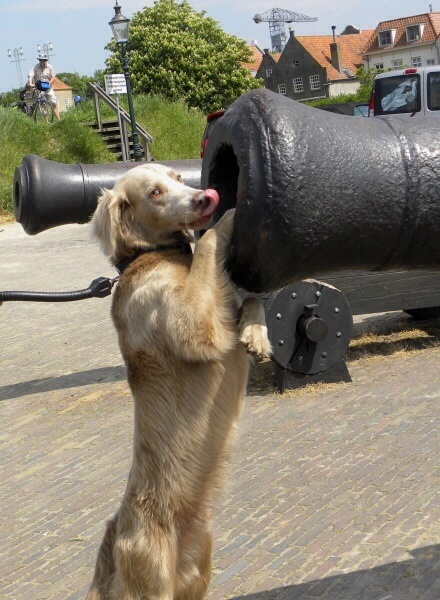 TR. CH. Bouxy dit bouskho-brennus des Gris de Pauline - 1er Excellent CAC CACS Meilleur Mâle