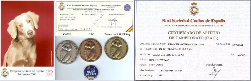 TR. CH. Bouxy dit bouskho-brennus des Gris de Pauline - Excellent 1, CAC,CACIB,BOB,BOG4,Campeón de Raza de España Primavera 2008