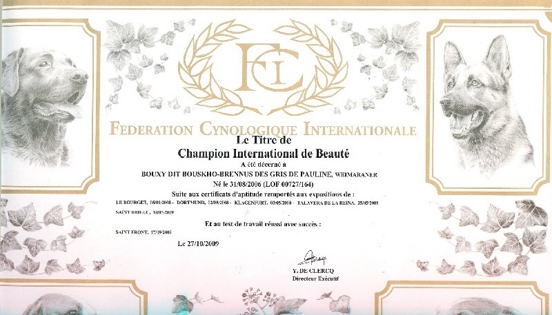 TR. CH. Bouxy dit bouskho-brennus des Gris de Pauline - C.I.B Champion International de Beauté