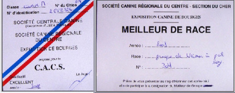 TR. CH. Bouxy dit bouskho-brennus des Gris de Pauline - Excellent 1, CACS de Spéciale ECN, Meilleur Mâle, Meilleur de sa Race.