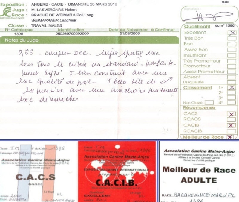 TR. CH. Bouxy dit bouskho-brennus des Gris de Pauline - 1er Excellent CACS de Spèciale CACIB BOB