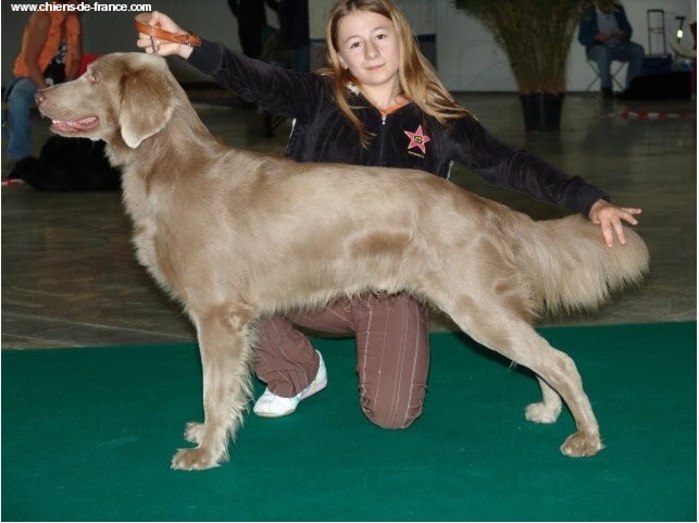 TR. CH. Arko Von der Vilsaue - 4 ème Rang +4 points . Total 77 points