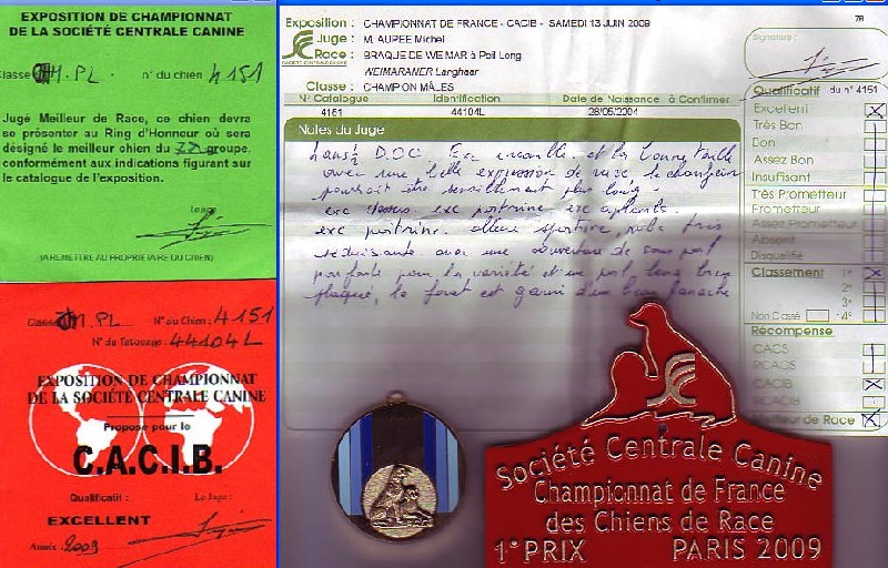 TR. CH. Arko Von der Vilsaue - Excellent 1, CACIB, Meilleur de sa Race, Champion de France FRWster-09