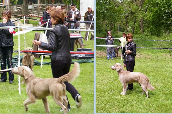 TR. CH. Arko Von der Vilsaue - 2ème au Classement