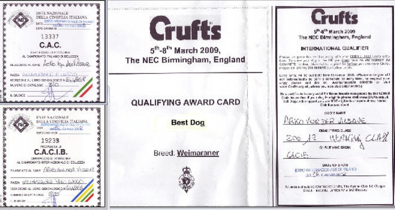 TR. CH. Arko Von der Vilsaue - Excellent 1, CAC de Spéciale, CACIB, Meilleur Mâle, CRUFT's