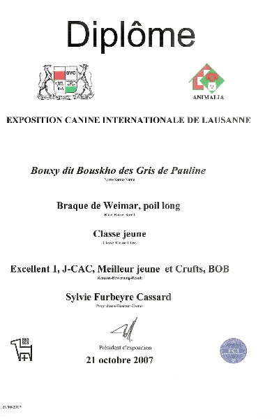 TR. CH. Bouxy dit bouskho-brennus des Gris de Pauline - Excellent 1, CAC-Jeune, Meilleur Jeune, CRUFT's, Meilleur de sa Race