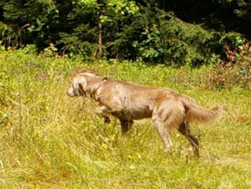 TR. CH. Bouxy dit bouskho-brennus des Gris de Pauline - 2ème Excellent RCACT 21 Points > TRIALER