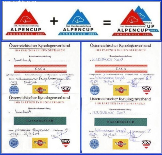 TR. CH. Arko Von der Vilsaue - Vainqueur de l'AlpenCup Trophy