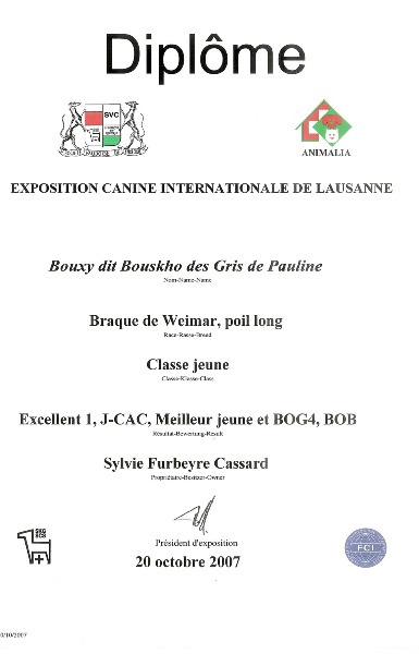 TR. CH. Bouxy dit bouskho-brennus des Gris de Pauline - Excellent 1, CAC-Jeune, Meilleur Jeune, BOG4, Meilleur de sa Race