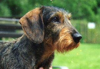 Publication : Kobeddus Auteur : Caroline Geerts