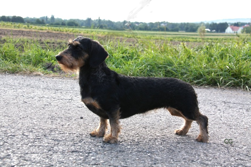 CH. Kobeddus Gascogne