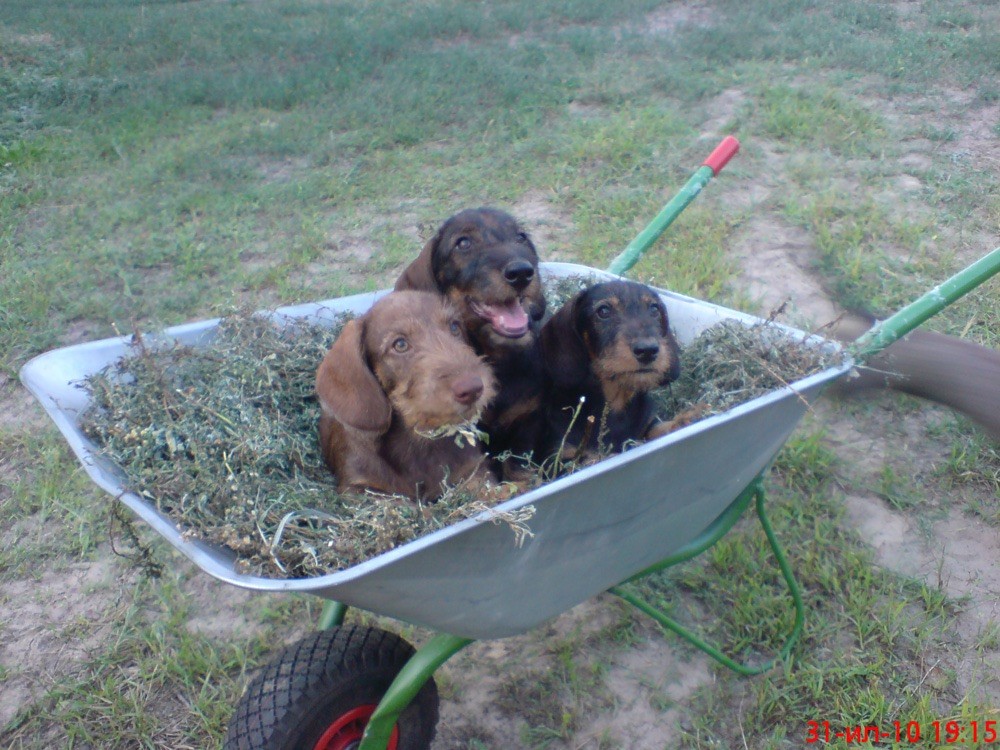 Publication : Kobeddus