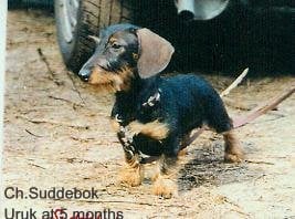 CH. Suddebok Uruk
