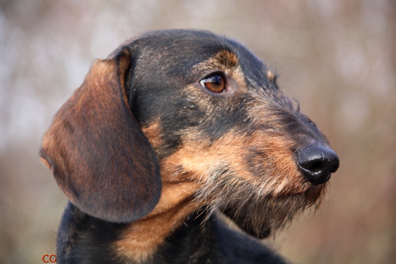 Publication : Kobeddus Auteur : foto Caroline Geerts