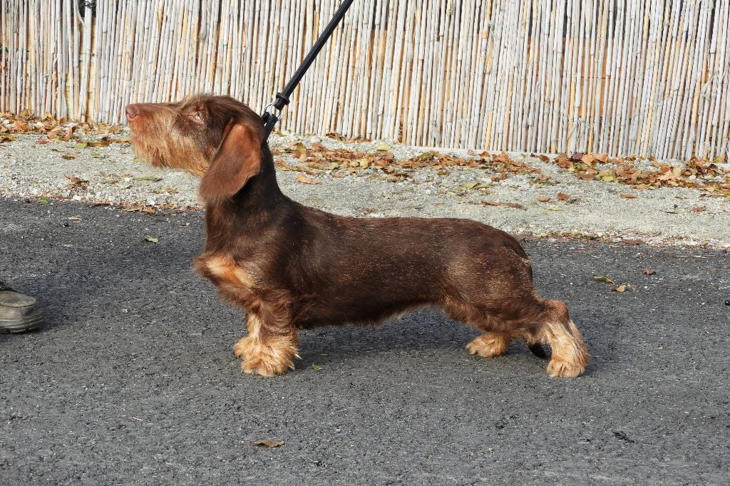 CH. Kobeddus Ombra mai fu