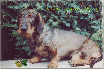 Publication : Kobeddus Auteur : Caroline Geerts