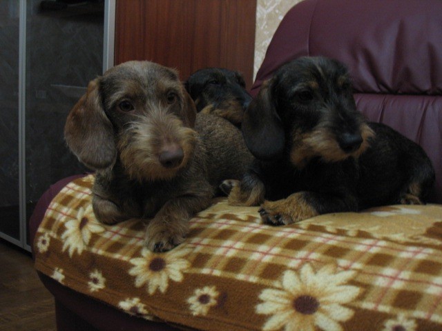 Publication : Kobeddus Auteur : source Kobeddus