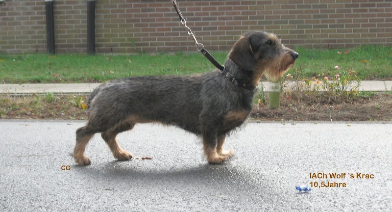 CH. Wolf´s Krac