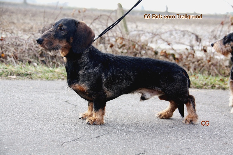 Publication : Kobeddus Auteur : foto Caroline Geerts