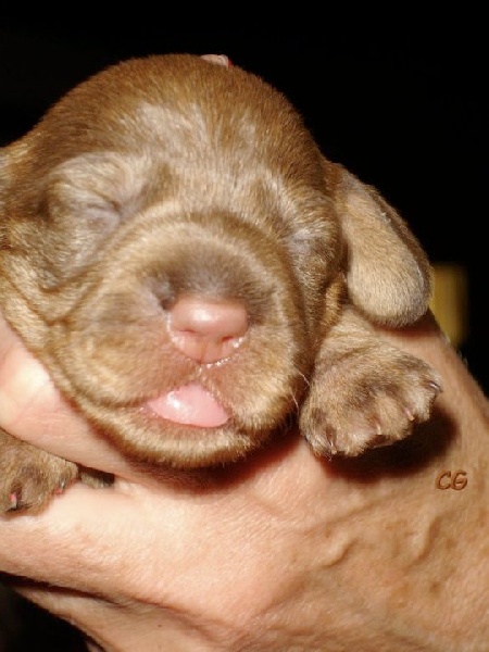 Publication : Kobeddus