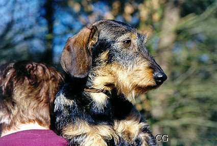CH. Wolf´s Krac
