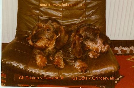 Publication : Kobeddus Auteur : source Kobeddus / Stammbuch 1980