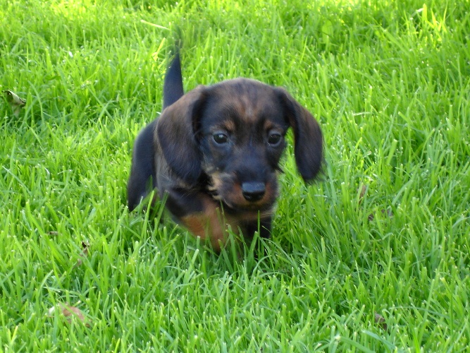 Publication : Kobeddus Auteur : Caroline Geerts