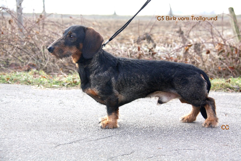 Publication : Kobeddus Auteur : foto Caroline Geerts