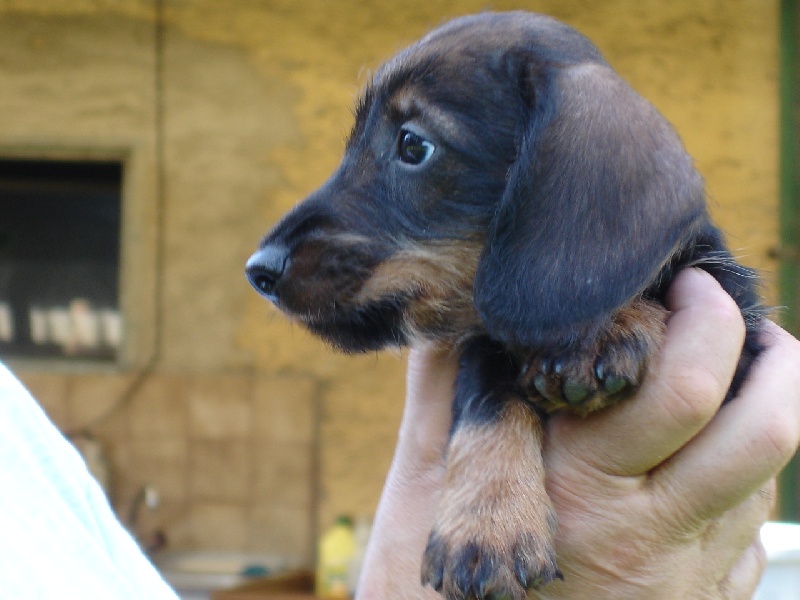 Publication : Kobeddus Auteur : Caroline Geerts