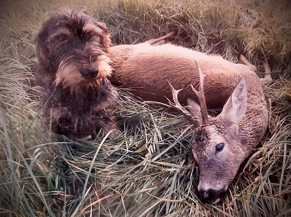 Publication : Kobeddus