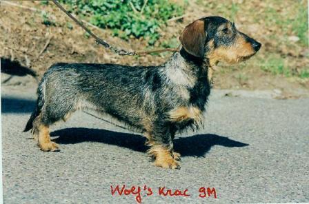 CH. Wolf´s Krac