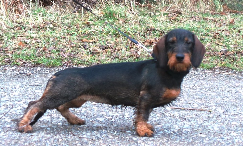 Kobeddus Gutemine