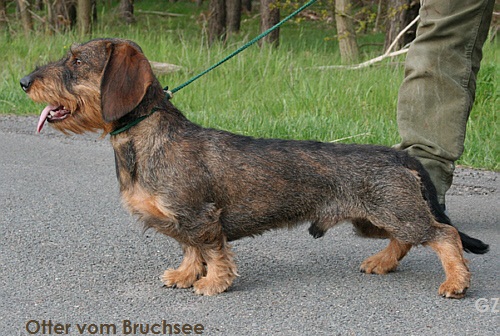 Publication : Kobeddus Auteur : Grit Zillmer