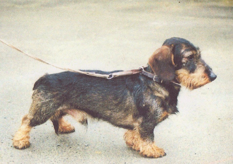 Publication : Kobeddus Auteur : source Kobeddus