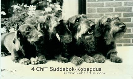 CH. Suddebok Malik