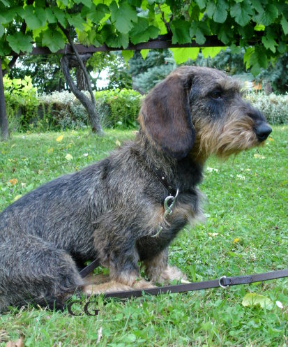 Publication : Kobeddus Auteur : Grit Zillmer