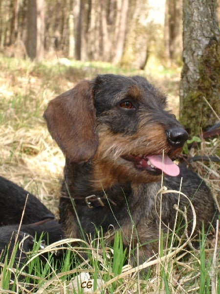 CH. Kobeddus Habakuk