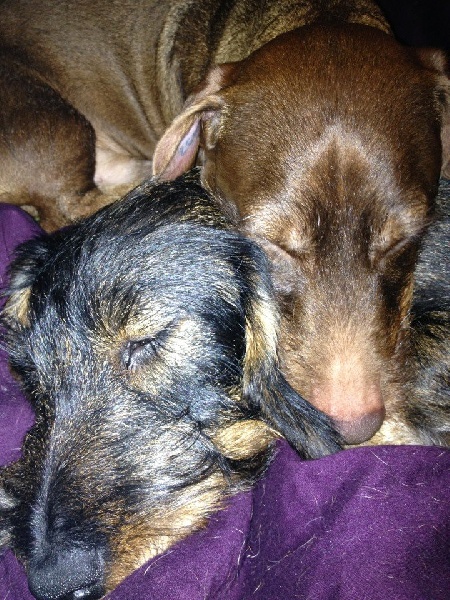 Publication : Kobeddus