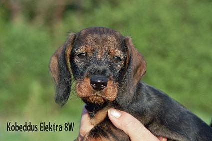 Kobeddus Elektra