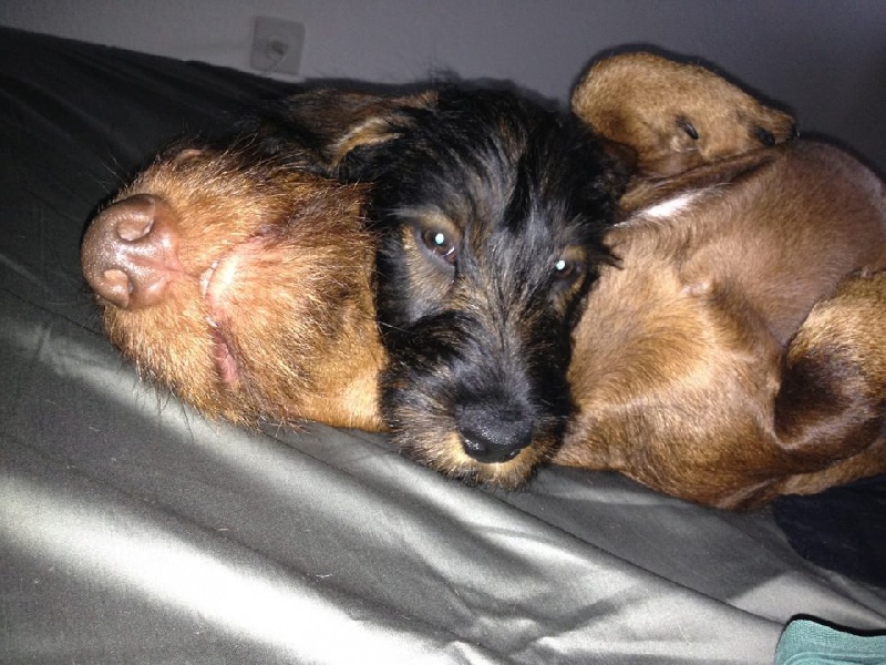 Publication : Kobeddus