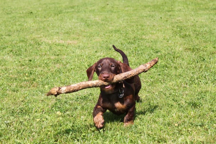 Publication : Kobeddus