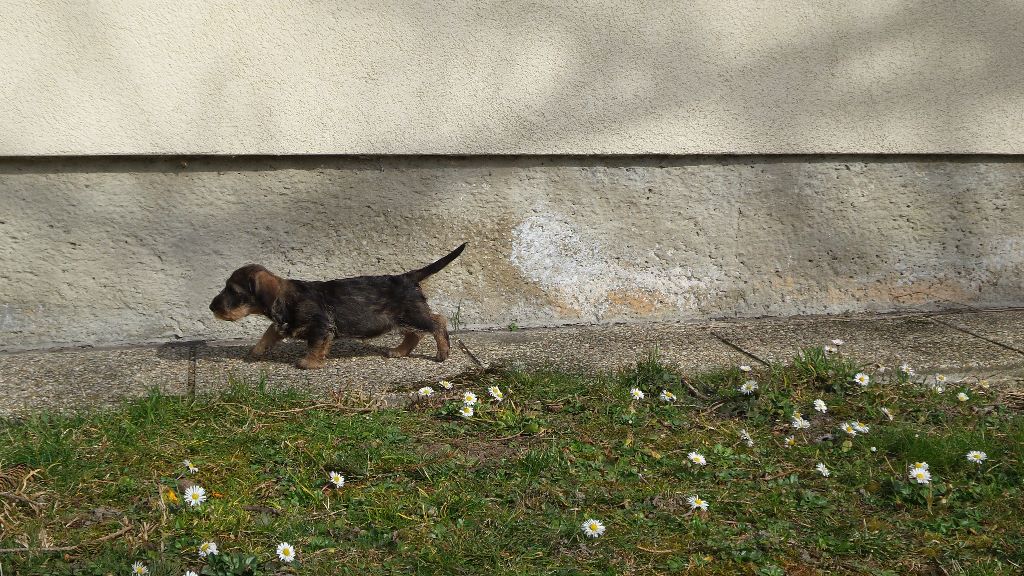 Kobeddus Kitzchen