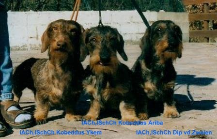 CH. Dip Von den zweien