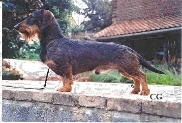 CH. Suddebok Uruk
